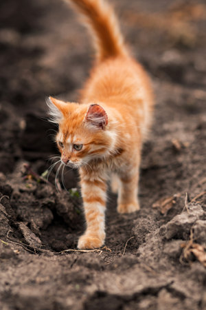 Fluffy red cat in the garden. pet shop, animal husbandry, petsの写真素材