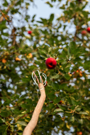 Device for removing apples from a tree. Agriculture, agronomy, industryの写真素材