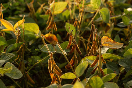 Soybean plant in the garden. Agriculture, agronomy, industry