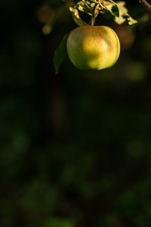 A green apple hangs on a tree with leaves. Agriculture, agronomy, industryの写真素材