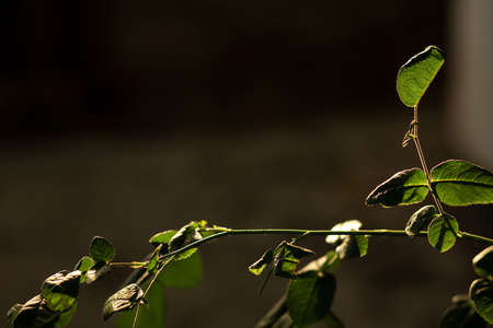 rose leaves in backlight. Gardening