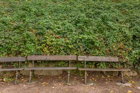 Wild grapes and benches in the parkの写真素材