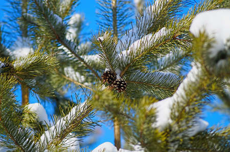 Pine branch with cones on a branch                                