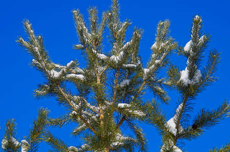  Pine branches                               