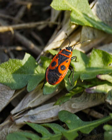   Zhuk a firefighter                              の写真素材