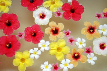 Bath tub flowerの写真素材