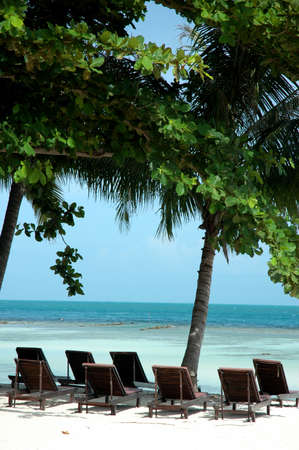 Coconut tree, sunbed and the beachの写真素材