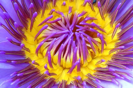 Blue Lotusの写真素材