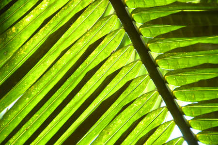 Tropical flora