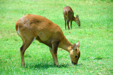 2 deersの写真素材