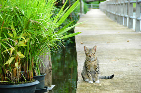 Grey cat staringの写真素材