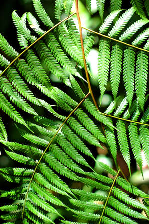 Tropical flora leaves