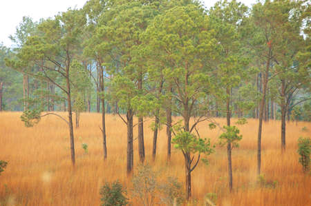 Savanah view in Thailand