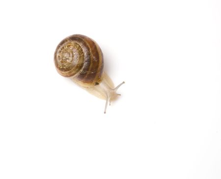 snailの写真素材