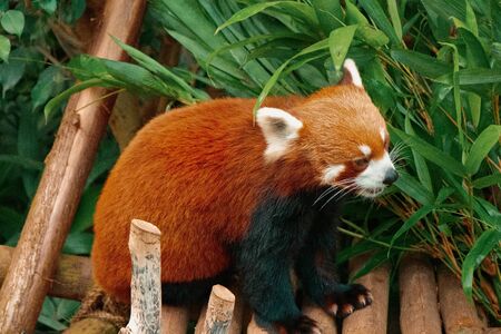 Red panda in hong kong zooの写真素材