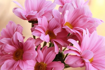 Solar flower of a chrysanthemum