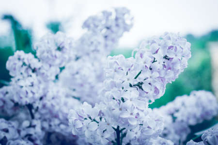 Lilac branch against leaves of lilac colorの写真素材