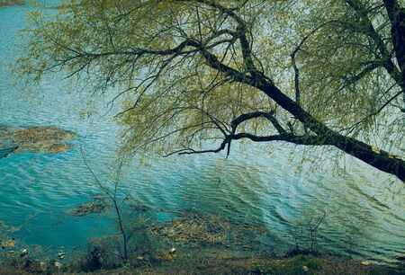tree at water, a landscape spring photoの写真素材