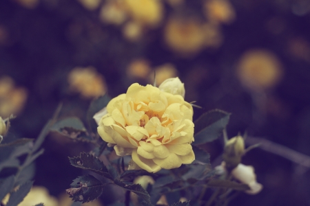Yellow roses on a tree in the muffled tonesの写真素材