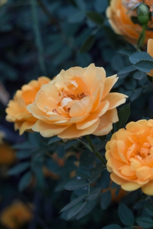 Yellow roses on a tree in the muffled tonesの写真素材