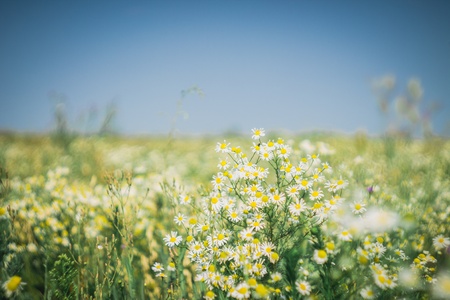 Field of flowers of white daisies   for a background