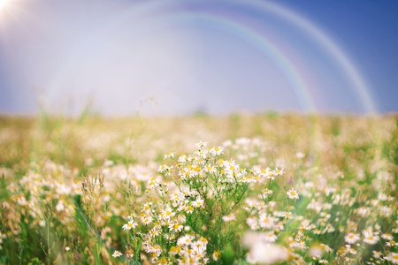 Field of flowers of white daisies The field of flowers of white daisies will be suitable for a backgroundの写真素材