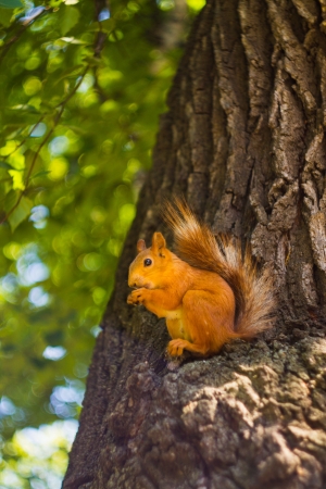 The squirrel on a tree against a side and leaves goes to a hollowの写真素材