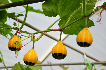 pumpkin little kid gardenの写真素材