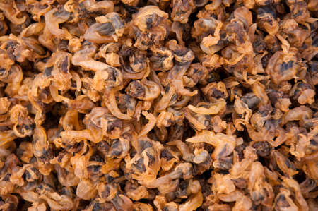 Dried oyster meatの写真素材
