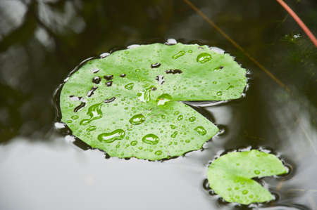lotus leaf の写真素材
