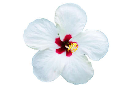 white flower- Hibiscus rosa sinensis, isolated on white の写真素材