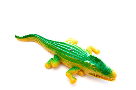 Crocodile isolate on white background 