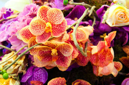 Beautiful orchid