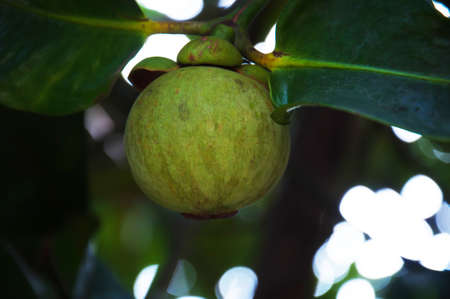 mangosteen on tree の写真素材