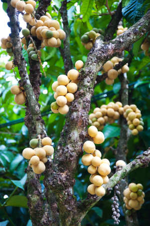 Fresh young Longkong  langsat  on tree の写真素材