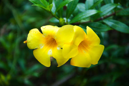 yellow flowers の写真素材