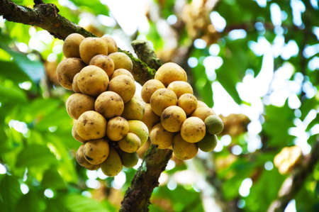 Fresh young Longkong  langsat  on tree の写真素材