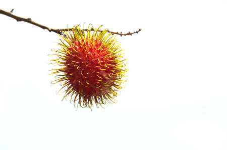 Tropical fruit, Rambutan on treeの写真素材