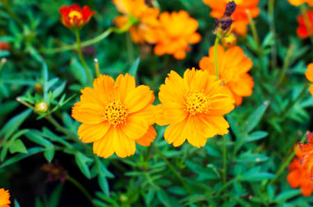 yellow flower for backgroundの写真素材