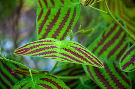 Butterfly plant の写真素材