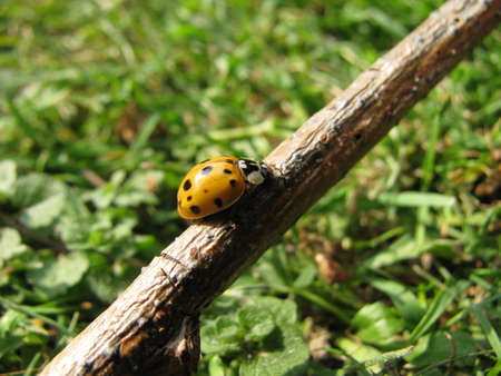 Close up of a yellow ladybug on a little branch.の写真素材