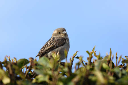 Beautiful sparrow over a tree.の写真素材