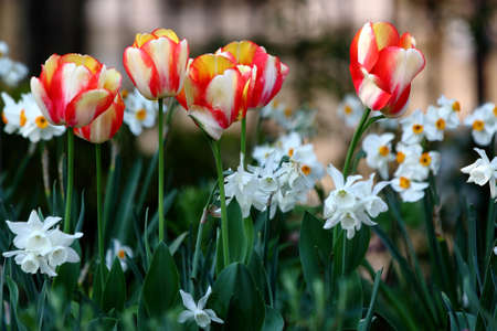 Beautiful tulips in a flowerbedの写真素材