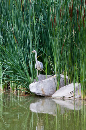 Blue Heron standing on a rockの写真素材