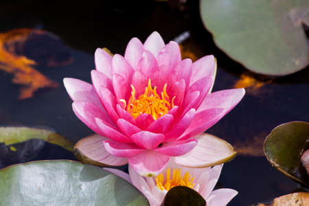 Almost Black Hardy Water Lilyの写真素材