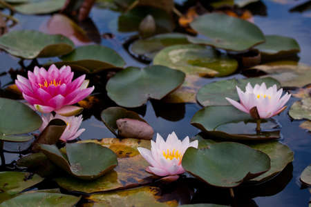 Almost Black Hardy Water Liliesの写真素材