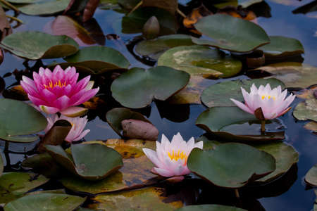 Almost Black Hardy Water Liliesの写真素材