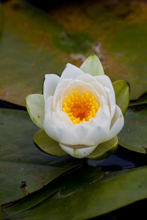 White Water Lilyの写真素材