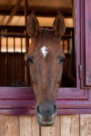 Horse in the stableの写真素材