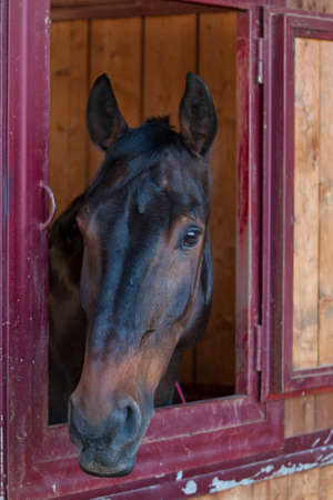 Horse in the stableの写真素材